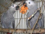 Объявление: Жако птенцы выкормыши от заводчика, Иваново